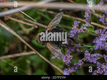 Riesentachinidfliege, Tachina grossa, Besuch von Blumen des Meereslavender. Parasit der Mottenlarven. Stockfoto