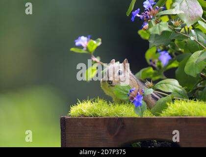 Ein östlicher Chipmunk, der aus einigen Blumen späht Stockfoto