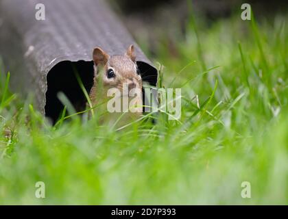 Ein östlicher Chipmunk, der aus einem Regenauslauf guckt Stockfoto