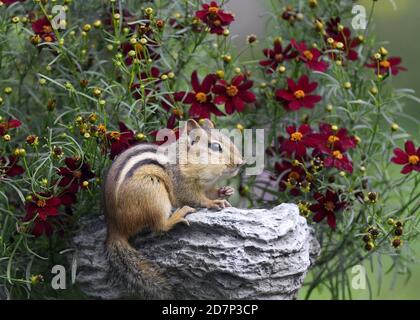 Ein östlicher Chipmunk, der zwischen einigen roten Blumen frisst Stockfoto