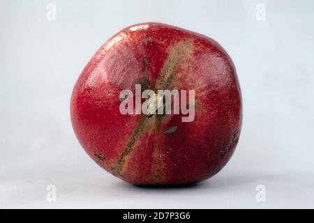 Boden einer leuchtend roten ganzen Granatapfelfrucht (Punica granatum) Isoliert auf Weiß Stockfoto