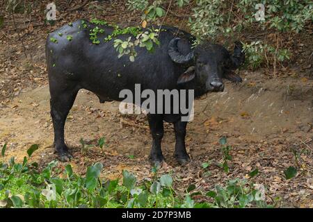 Die große Dürre des brasilianischen Pantanal 2020 Stockfoto