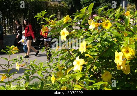 Nanning, Chinas Autonome Region Guangxi Zhuang. Okt. 2020. Menschen besuchen den Jiangnan Park in Nanning, südchinesische Guangxi Zhuang Autonome Region, 24. Oktober 2020. Quelle: Zhou Hua/Xinhua/Alamy Live News Stockfoto