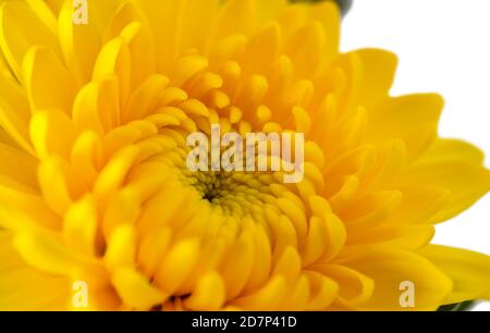 Blühende Knospe der gelben Chrysantheme aus der Nähe auf weiß Stockfoto
