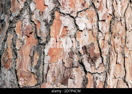 Orangefarbenes Muster auf Platanus orientalis Baumrinde Stockfoto