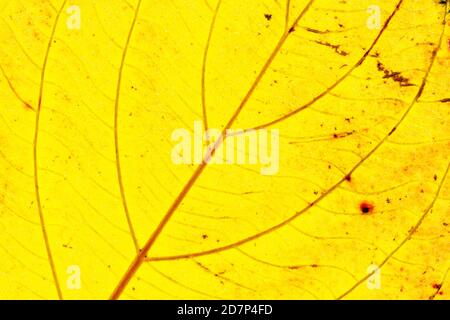 Textur eines gelben bunten Herbstblatt Verwendung als natürliche abstrakte Hintergrund. Zellenstruktur. Detailgenauigkeit. Stockfoto
