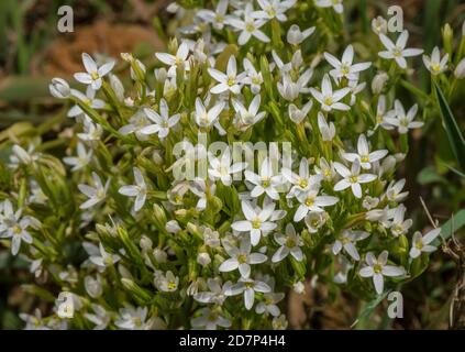 Schlanker Zentaurus, Centaurium tenuiflorum ssp. Anglicum, weiße Form an den Unterklippen von West Dorset. Sehr selten in Großbritannien. Stockfoto