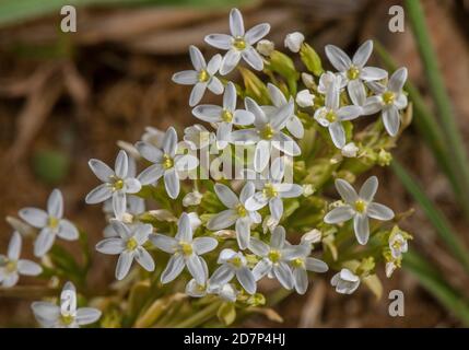 Schlanker Zentaurus, Centaurium tenuiflorum ssp. Anglicum, weiße Form an den Unterklippen von West Dorset. Sehr selten in Großbritannien. Stockfoto