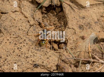 Weibliche Bemalte Nomadenbiene, Nomada fucata, auf der Suche nach Höhlen ihrer Wirtsbiene, Andrena flavipes, auf undercliff, West Dorset. Stockfoto