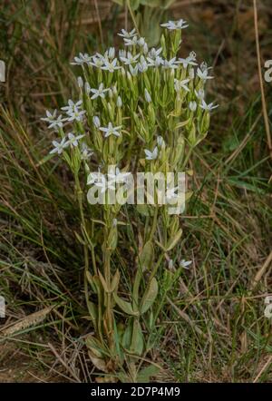 Schlanker Zentaurus, Centaurium tenuiflorum ssp. Anglicum, weiße Form an den Unterklippen von West Dorset. Sehr selten in Großbritannien. Stockfoto