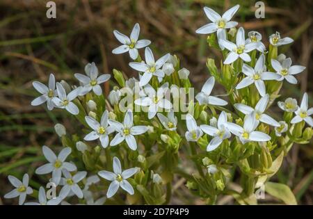 Schlanker Zentaurus, Centaurium tenuiflorum ssp. Anglicum, weiße Form an den Unterklippen von West Dorset. Sehr selten in Großbritannien. Stockfoto