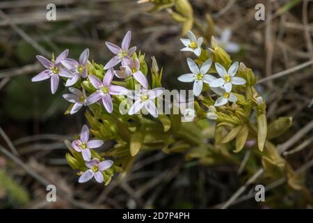 Schlanker Zentaurus, Centaurium tenuiflorum ssp. Anglicum, rosa und weiße Formen auf den Unterklippen von West Dorset. Sehr selten in Großbritannien. Stockfoto