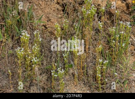Schlanker Zentaurus, Centaurium tenuiflorum ssp. Anglicum, weiße Form an den Unterklippen von West Dorset. Sehr selten in Großbritannien. Stockfoto