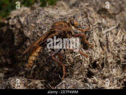 Männliche Hornet-Raubfliege, Asilus crabroniformis, auf Misthaufen in grasbewachsenen Heide, Dorset. Stockfoto