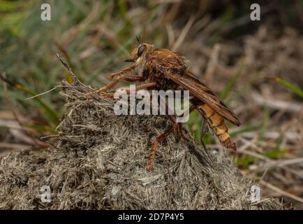 Männliche Hornet-Raubfliege, Asilus crabroniformis, auf Misthaufen in grasbewachsenen Heide, Dorset. Stockfoto