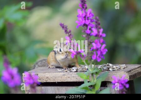 Ein östlicher Chipmunk unter Blumen, der Samen frisst Stockfoto