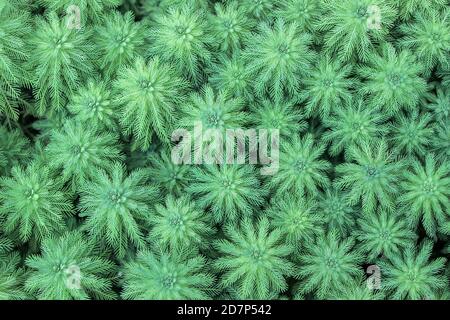 Grüne whrultrige Wassermilchfolienpflanzen (Myriophyllum verticillatum) im Garten Stockfoto