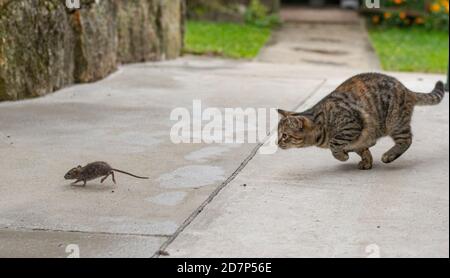 Grau abgestreifte Katze Jagd auf die Maus. Junge Katze fängt eine Maus. Stockfoto