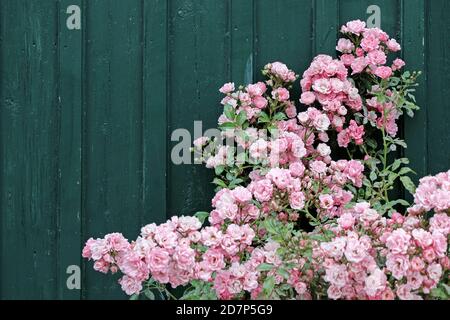 Rosa Rosensträucher mit dunkelgrüner Wand im Garten Stockfoto