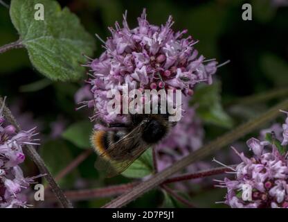 Männliche Rotschwanzkuckuckbiene, Bombus rupestris, Fütterung von Majoran-Blüten; sozialer Parasit auf Rotschwanzbumblebee. Stockfoto