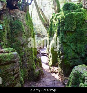 Moos bedeckte geheime Gänge in Puzzlewood, Forest of Dean. Ein bezaubernder, uralter Wald, gefüllt mit fantastischen Baum- und Felsformationen. Stockfoto