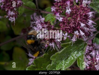 Buff-tailed Hummel, Bombus terrestris, Fütterung von Marjoram Blumen. Stockfoto