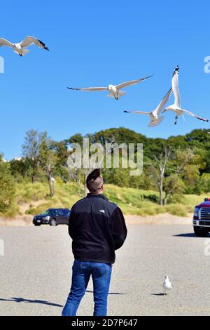 Holland, Michigan, USA. Möwen im Flug über Holland Beach schweben über einem Mann, der den Vögeln Nahrung zur Verfügung stellte. Stockfoto