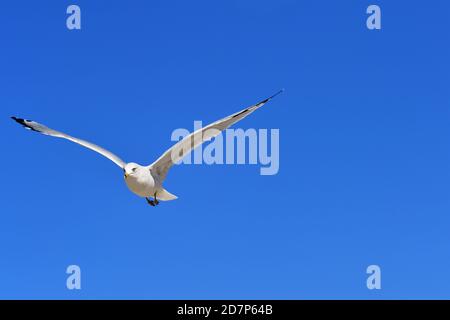 Holland, Michigan, USA. Eine Möwe im Flug über Holland Beach an einem hellen, windigen Herbsttag. Stockfoto