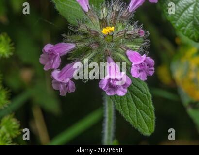 Wildes Basilikum, Clinopodium vulgare, blühend auf Kreidegrasland. Stockfoto