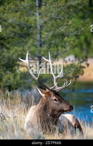 Bullenelch ruht an einem Fluss im Yellowstone National Park. Stockfoto