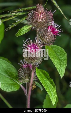 Kleine Klette, Arctium minus, blühend am Waldrand, Hants. Stockfoto