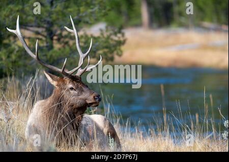 Bullenelch ruht an einem Fluss im Yellowstone National Park. Stockfoto