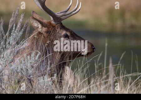 Bullenelch ruht an einem Fluss im Yellowstone National Park. Stockfoto