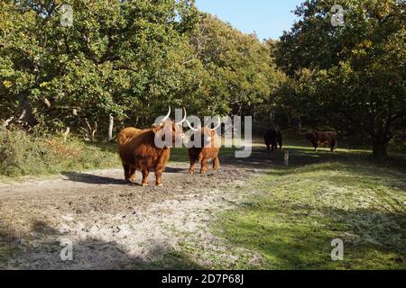 Hochlandrinder auf dem Wanderweg in den niederländischen Dünen im Herbst. Niederlande, Oktober. Stockfoto