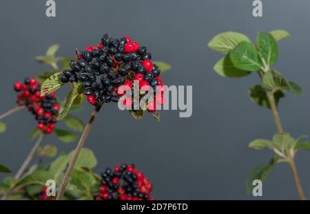 Die reifen Beeren von Wayfaring Baum, Viburnum lantana, im Spätsommer, auf Kreide Grasland. Stockfoto