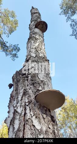 Parasitärer Pilz. Pilz. Parasitenpilz auf einem Baumstamm Stockfoto