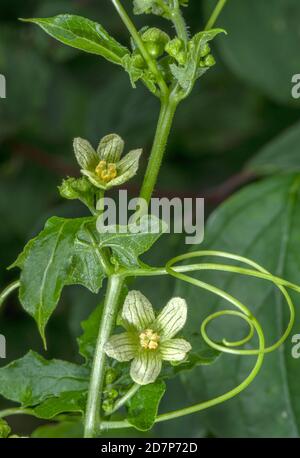 Weißer Bryony, Bryonia dioica, blühend, mit Ranken, in Hecken. Stockfoto