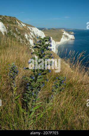 Viper's bugloss, Echium vulgare, wächst im Kreidegrasland auf weißen Kreidefelsen, Dorset. Stockfoto