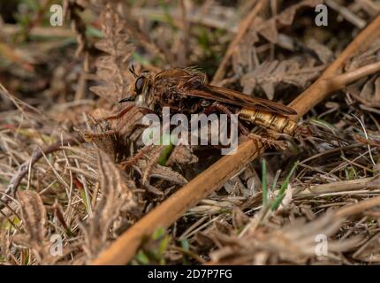 Männliche Hornet-Raubfliege, Asilus crabroniformis, auf Bracken in grasbewachsenen Heide, Dorset thront. Stockfoto