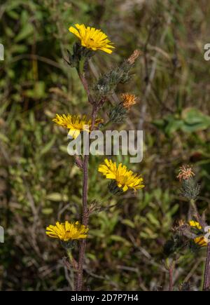 Hawkweed Oxtongue, Picris hieracioides, in Blüte in alten Kalksteinbruch, Portland. Stockfoto