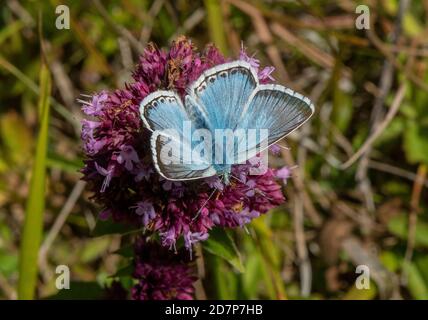 Männlicher Kreidehügel blau, Polyommatus coridon, auf Majoran, auf warmem Kreidegrasland, Dorset. Stockfoto