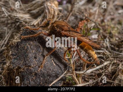 Hornet robberfly, Asilus crabroniformis, auf Pony-Dung in grasbewachsenen Heide, Dorset. Stockfoto