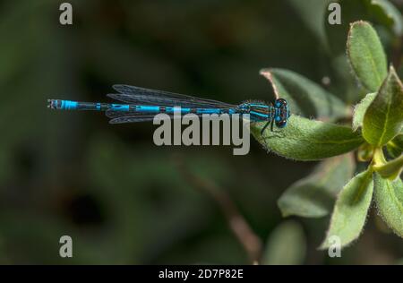 Männliche Süddamselfly, Coenagrion mercuriale, gelegen am New Forest Stream, Hampshire. Stockfoto