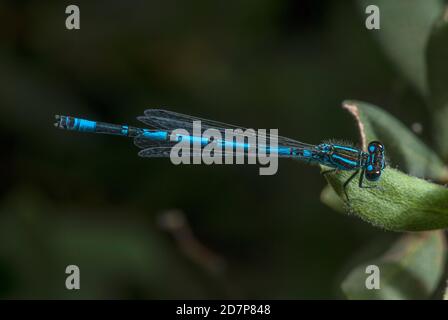 Männliche Süddamselfly, Coenagrion mercuriale, gelegen am New Forest Stream, Hampshire. Stockfoto