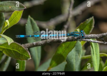 Männliche Süddamselfly, Coenagrion mercuriale, gelegen am New Forest Stream, Hampshire. Stockfoto