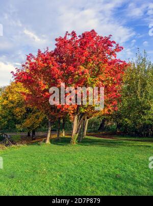 Herbstfarben auf einem Baum im Figgate Park, Edinburgh, Schottland, Großbritannien Stockfoto