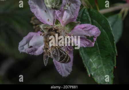 Europäische dunkle Biene, APIs mellifera mellifera, eine Unterart der westlichen Honigbiene, die sich von rosa Bramble-Blüten ernährt. New Forest. Stockfoto