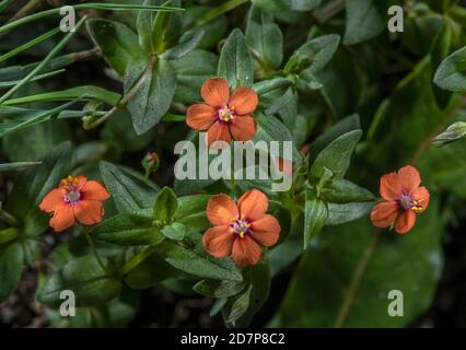 Scharlach pimpernel, Anagallis arvensis, blühend im gestörten Grasland. Stockfoto