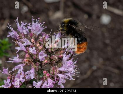 Männliche Bumble-Biene, Bombus lapidarius, füttert Marjoram-Blüten. Dorset. Stockfoto