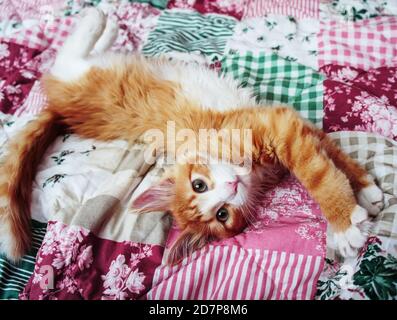 Ingwer weiß flauschig Kätzchen mit rosa Nase Dehnung auf ein Farbige rosa-grüne Bettdecke im Bett Stockfoto